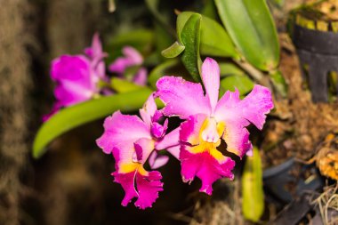 pembe cattleya orkide