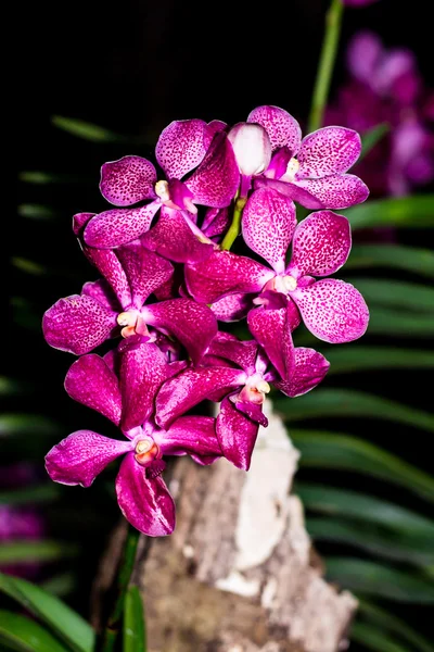 Pembe bir grup ve vanda orkide çiçeği beyaz — Stok fotoğraf