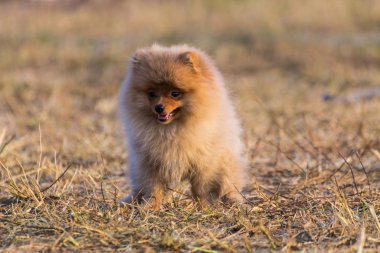 kuru ot, Pomeranian köpek yavrusu