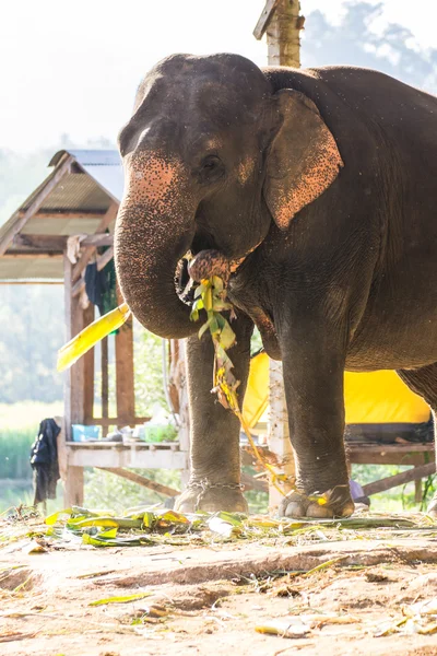 Éléphant thaïlandais manger — Photo