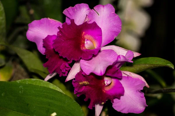 Růžový cattleya orchidej — Stock fotografie