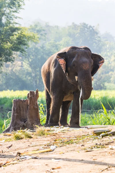 Thaise olifanten — Stockfoto