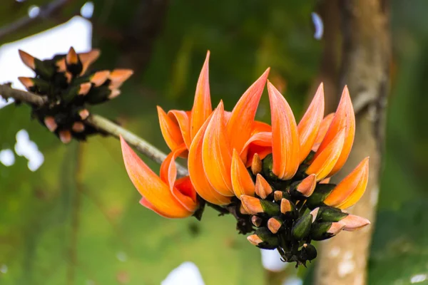 Butea monosperma Flower — Stock Photo, Image