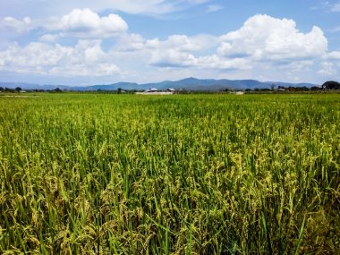 Tay yeşil pirinç alan