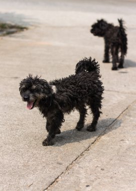 Siyah tüylü köpek fino köpeği kırma