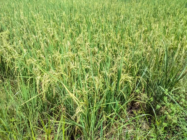 Рисовое поле, текстура — стоковое фото