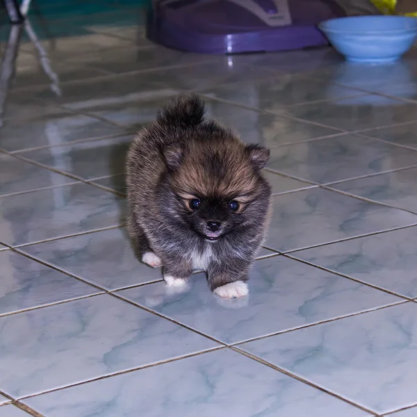 Pommeren pup lopen op de vloer — Stockfoto