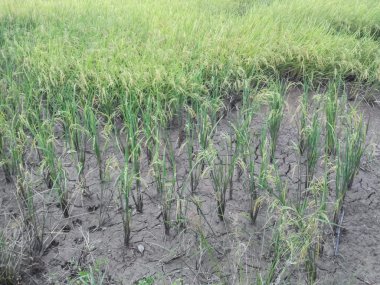 Tay dili alanında pirinç