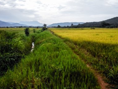 Tay dili alanında pirinç