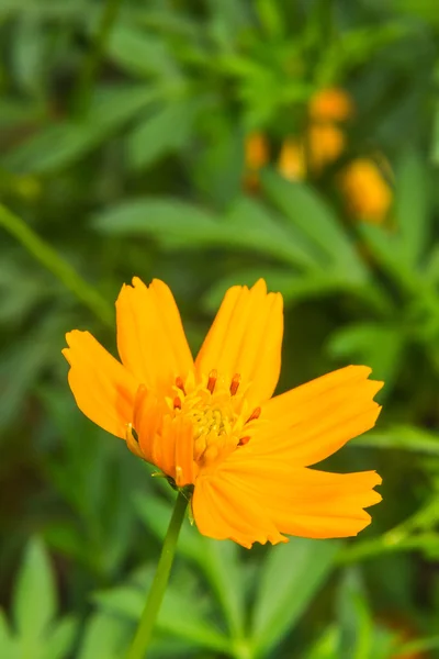 Макроказачий цветок — стоковое фото