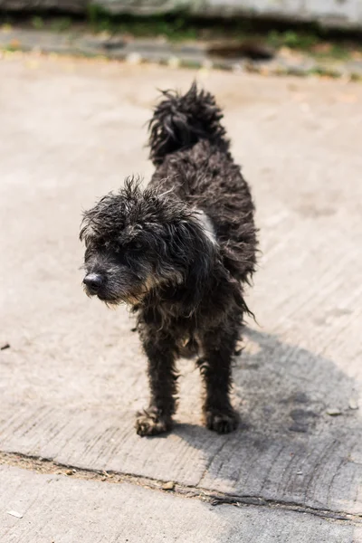 Zwarte ruige hond poedel mongrel — Stockfoto