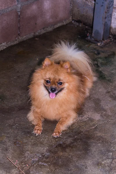 Lengua pomeraniana —  Fotos de Stock