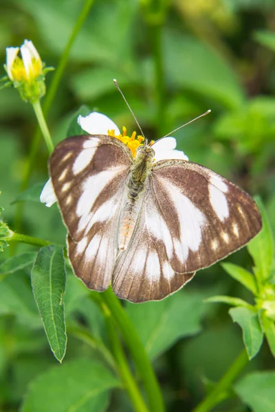 Papillon sur fleur — Photo