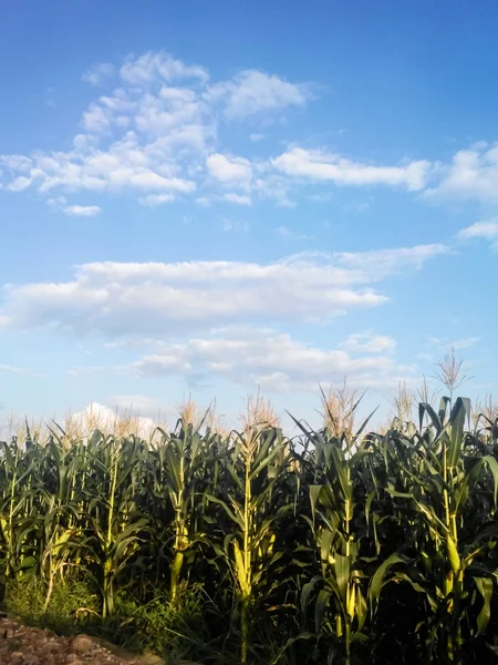 Corn field with clouds in asia — Stock Photo, Image