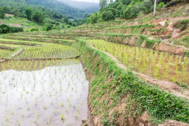 doi Inthanon alan teraslar pirinç, acıklı aeb chiangmai Tayland ban