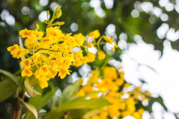 Dendrobium chrysotoxum Lindl, yellow orchid — Stock Photo, Image