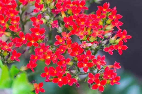 Rød kalanchoe Bloom – stockfoto