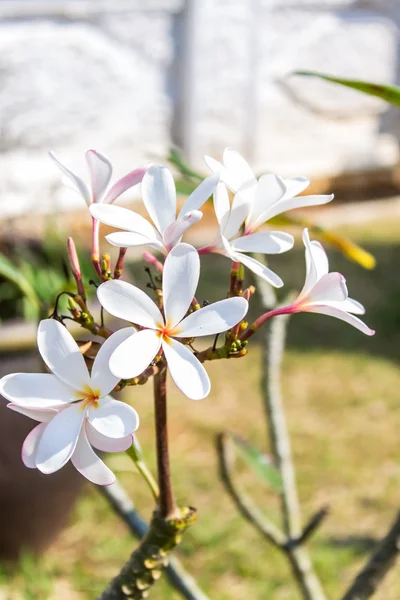 Frangipanis blomma — Stockfoto