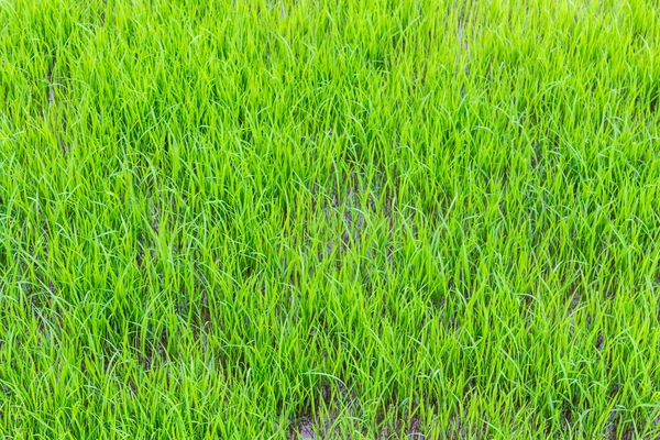 年轻的绿色稻田纹理 — 图库照片