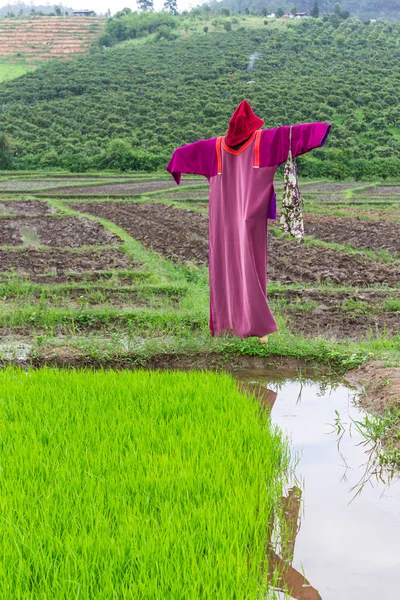 Fågelskrämman lisu jacka i risfält, thailand — Stockfoto