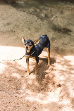 siyah ve kahverengi chihuahua köpek havlıyor