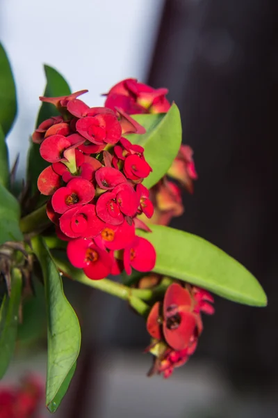 Macro Red Euphorbia Milii — Stock Photo, Image