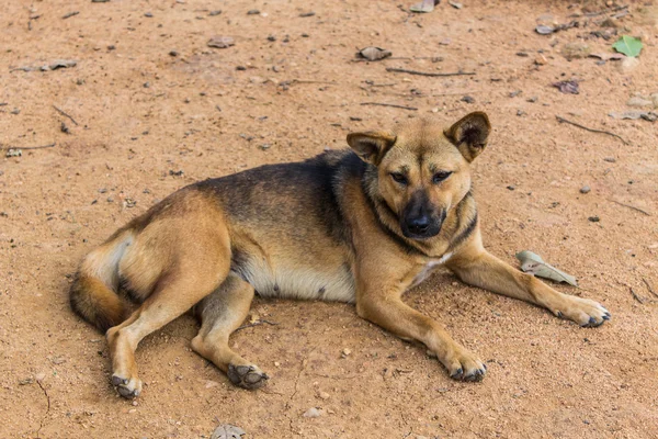 Anjing liar Thailand — Stok Foto