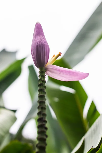 Bananenblüte lila — Stockfoto