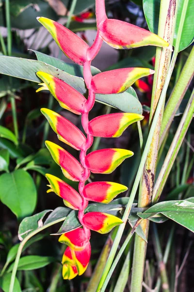 Heliconia flower — Stock Photo, Image