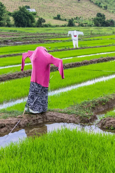 Fågelskrämma i risfält, thailand — Stockfoto