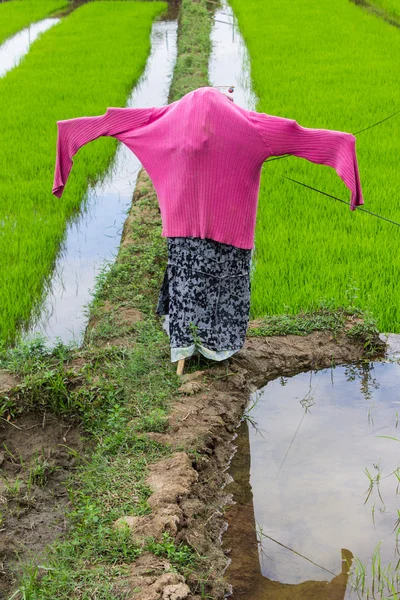 Spaventapasseri in risaia, Thailandia — Foto Stock