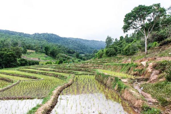 Terraços de campo de arroz em doi inthanon, Ban Mae Aeb Chiangmai Tailândia — Fotografia de Stock