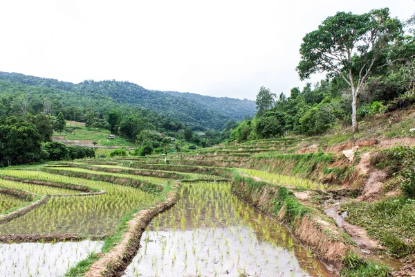 Reisfeldterrassen in doi inthanon, ban mae aeb chiangmai thailand — Stockfoto