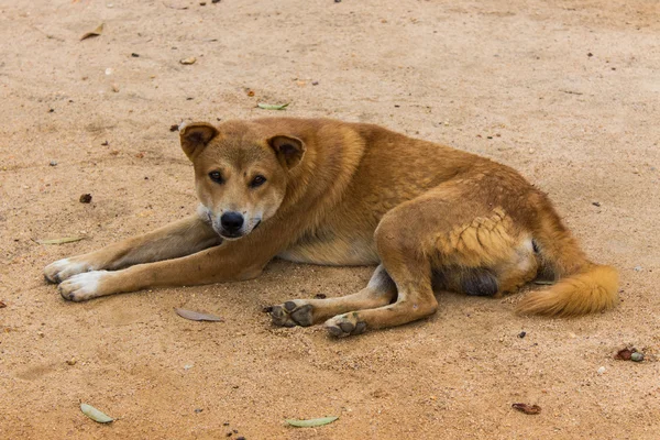 Тайский бродячий пес — стоковое фото