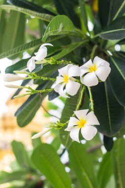 Frangipani çiçekler