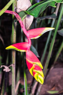 Heliconia çiçeği