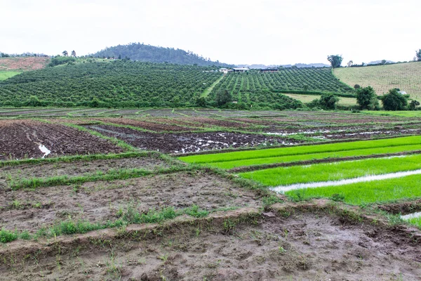 Campo de arroz y jardín en Tailandia — Foto de Stock