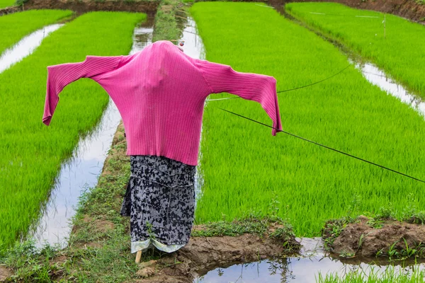 Fågelskrämma i risfält, thailand — Stockfoto