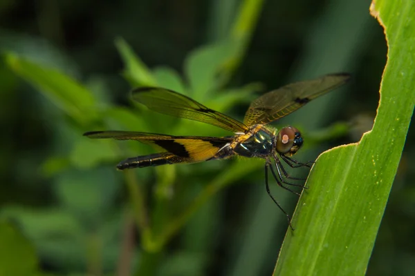 Close-up of dragonfly — Stock Photo, Image
