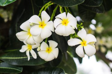 Frangipani çiçekler