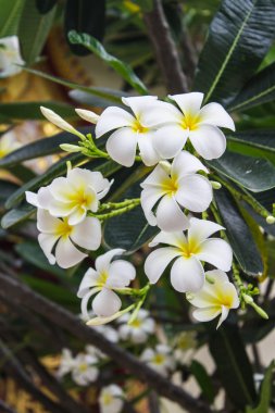 Frangipani çiçekler
