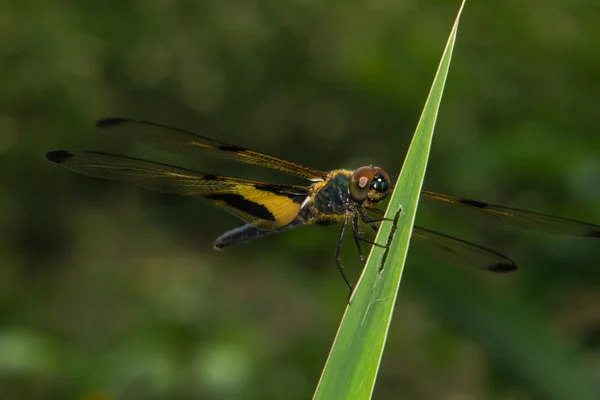 Close-up van dragonfly — Stockfoto