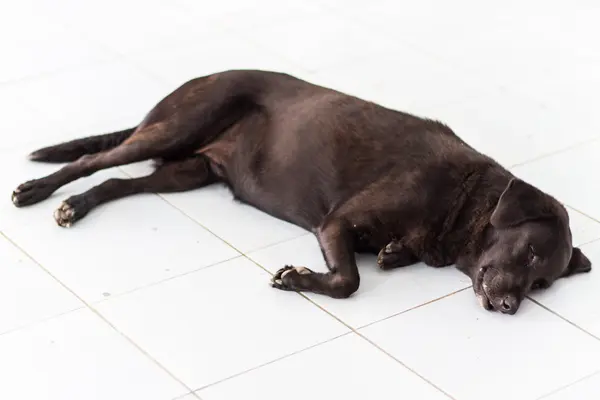 泰国黑狗睡觉 — 图库照片