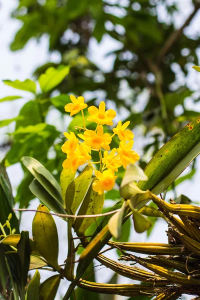 Dendrobium chrysotoxum lindl, žlutá orchidej — Stock fotografie