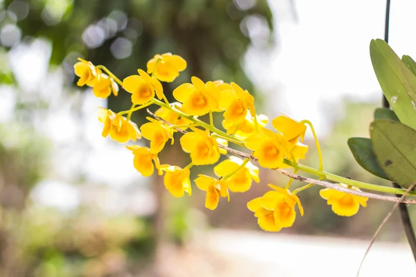 Dendrobium chrysotoxum Lindl, yellow orchid — Stock Photo, Image