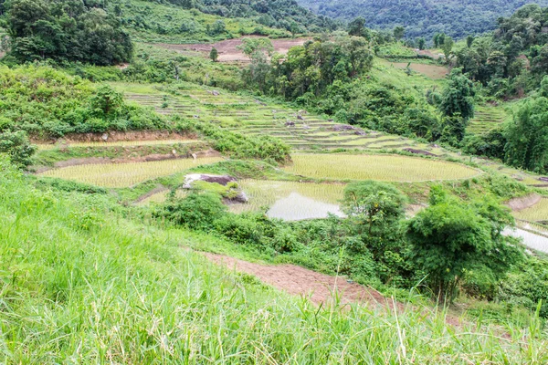 Reisfeld-Terrassen in doi inthanon, Ban Mae Klang Luang Chiangmai — Stockfoto