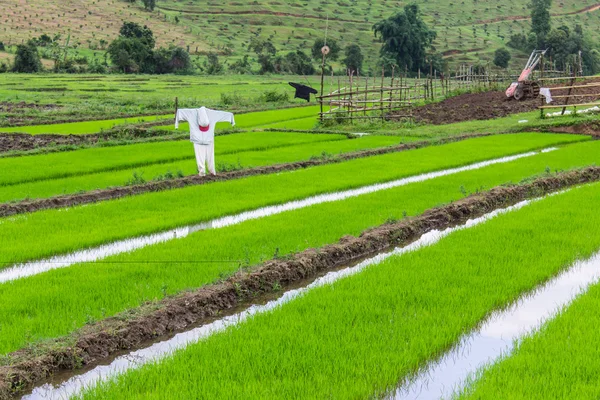 Fågelskrämma i risfält, thailand — Stockfoto