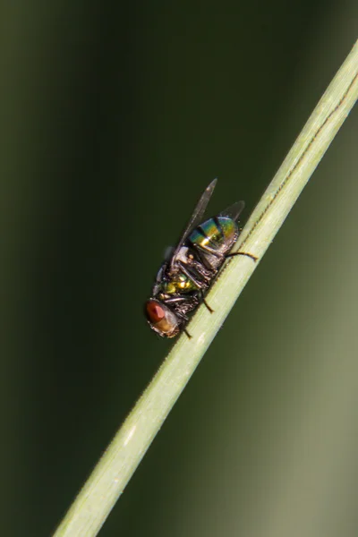 Fliegenmakro — Stockfoto