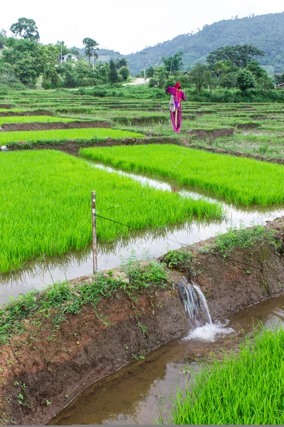 Campo di riso con giacca lisu spaventapasseri, Thailandia — Foto Stock