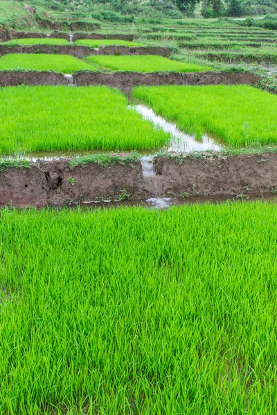 Plántulas de arroz en Tailandia — Foto de Stock